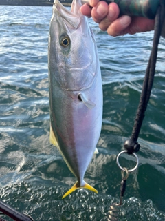 ワラサの釣果