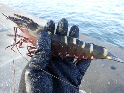 エビの釣果