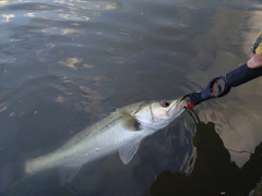 フッコ（マルスズキ）の釣果