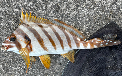 タカノハダイの釣果