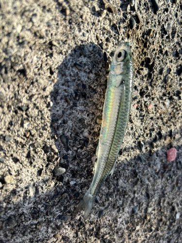 イワシの釣果