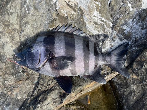 イシダイの釣果