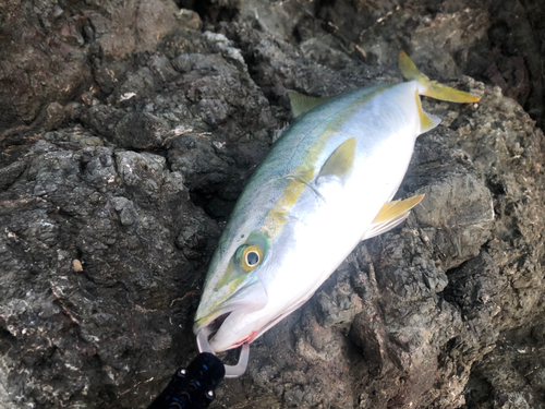 イナダの釣果