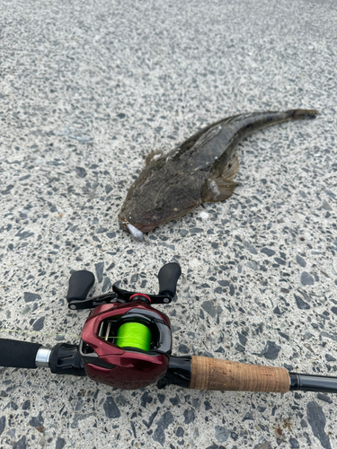 マゴチの釣果