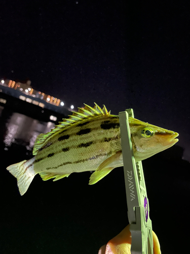 シマイサキの釣果