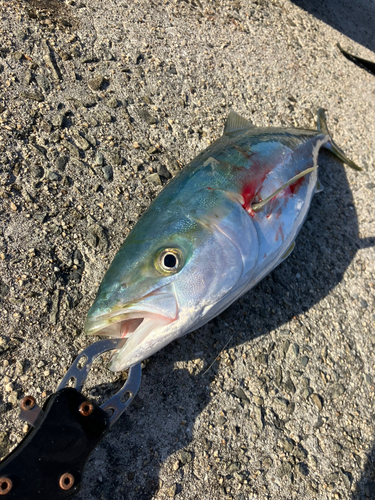 ツバスの釣果