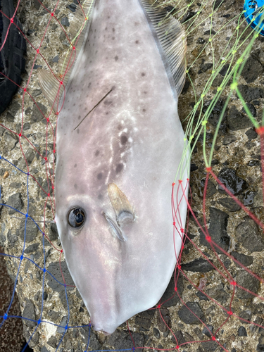 ウスバハギの釣果