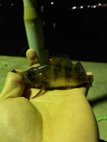 シロメバルの釣果