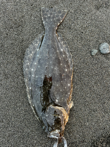 マゴチの釣果