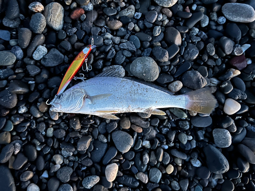 中田島サーフ