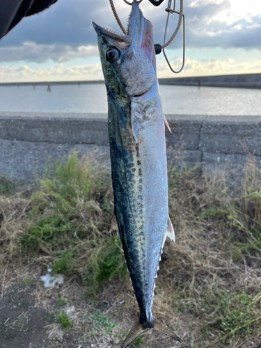 サゴシの釣果