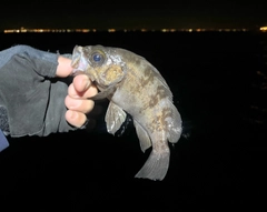 メバルの釣果