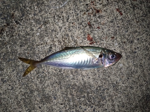 三陸海岸（岩手）