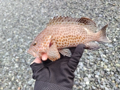 オオモンハタの釣果