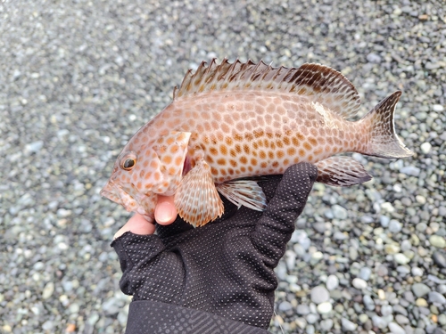 オオモンハタの釣果