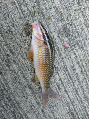 オキナヒメジの釣果