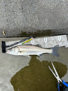 セイゴ(マルスズキ)の釣果