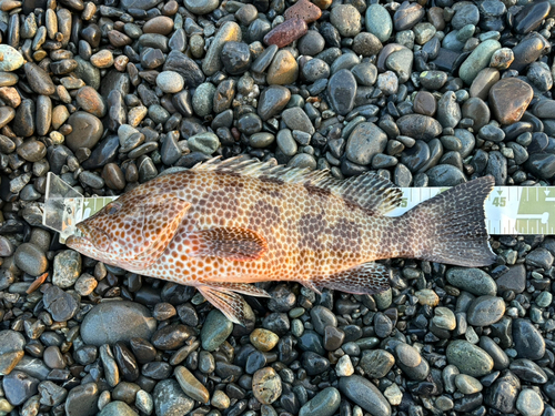 オオモンハタの釣果