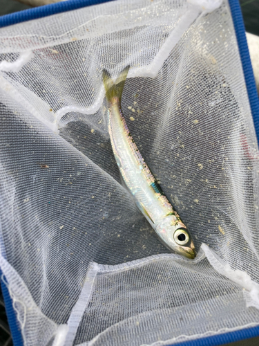 イワシの釣果