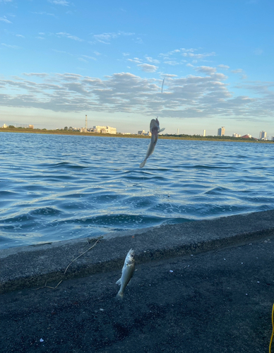 ハゼの釣果