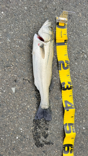 フッコ（マルスズキ）の釣果