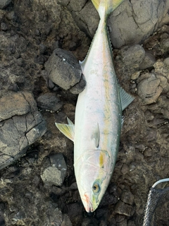 イナダの釣果