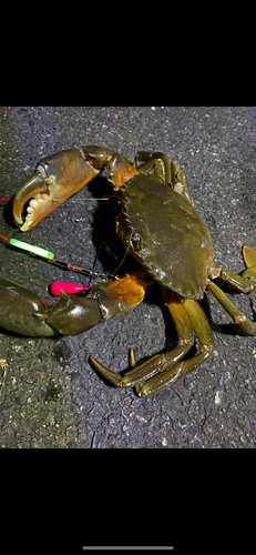 ノコギリガザミの釣果