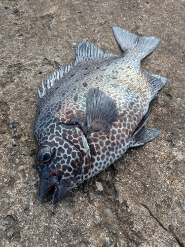 イシガキダイの釣果