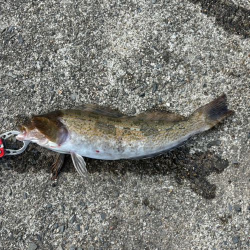 アイナメの釣果