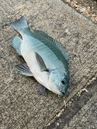 メジナの釣果