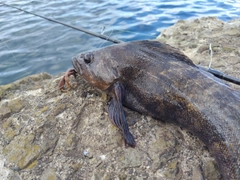 アイナメの釣果