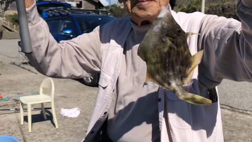 カワハギの釣果