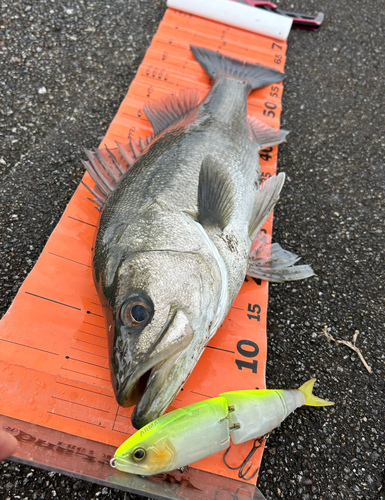 スズキの釣果