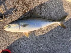 イナダの釣果