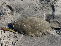 ヒラメの釣果