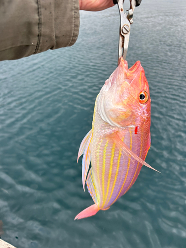 イトヨリダイの釣果