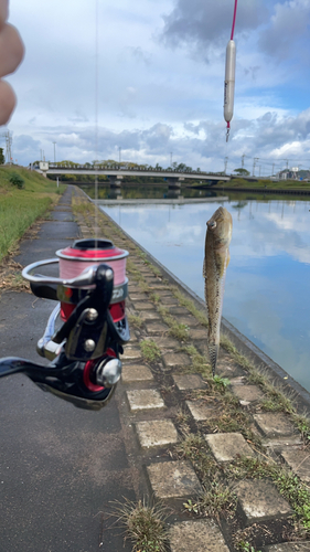 マハゼの釣果