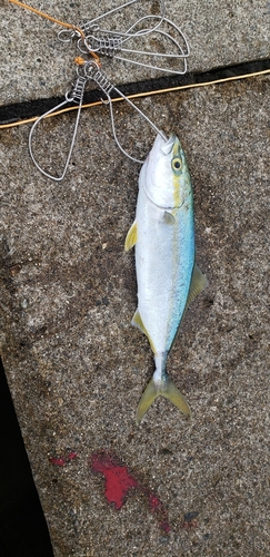 ツバスの釣果