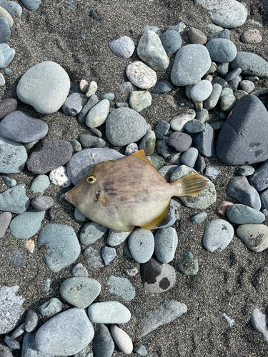 カワハギの釣果