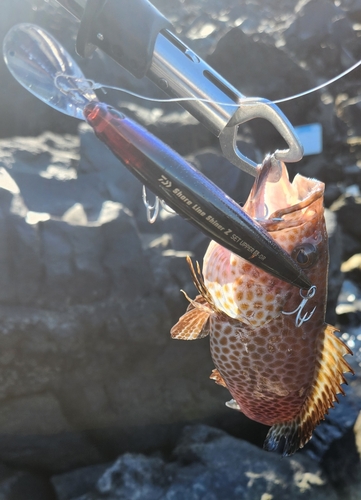 オオモンハタの釣果