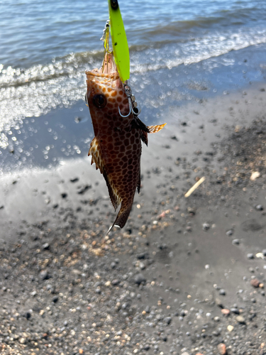 オオモンハタの釣果