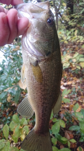 ラージマウスバスの釣果