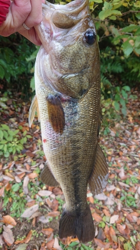 ラージマウスバスの釣果