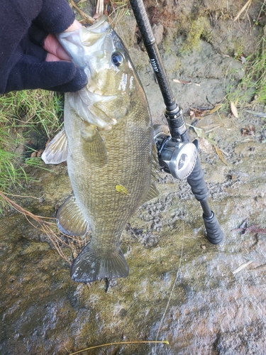 スモールマウスバスの釣果