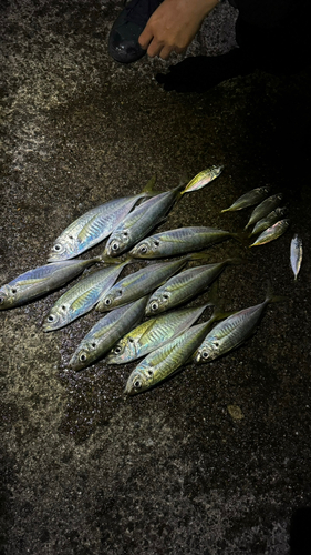 アジの釣果