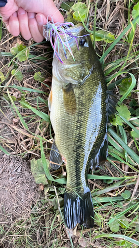 ラージマウスバスの釣果