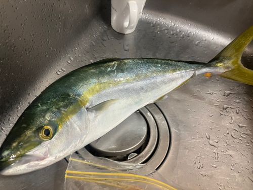 ヤズの釣果