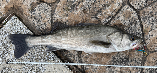 スズキの釣果