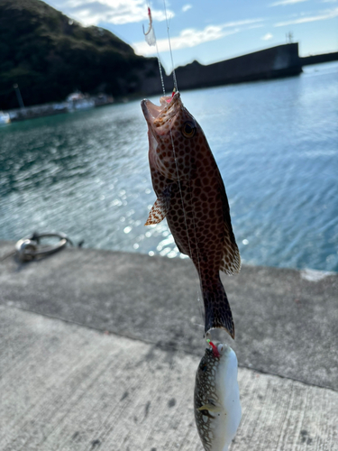 オオモンハタの釣果