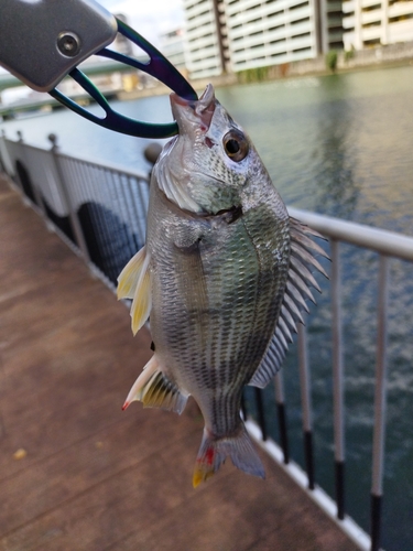 キビレの釣果